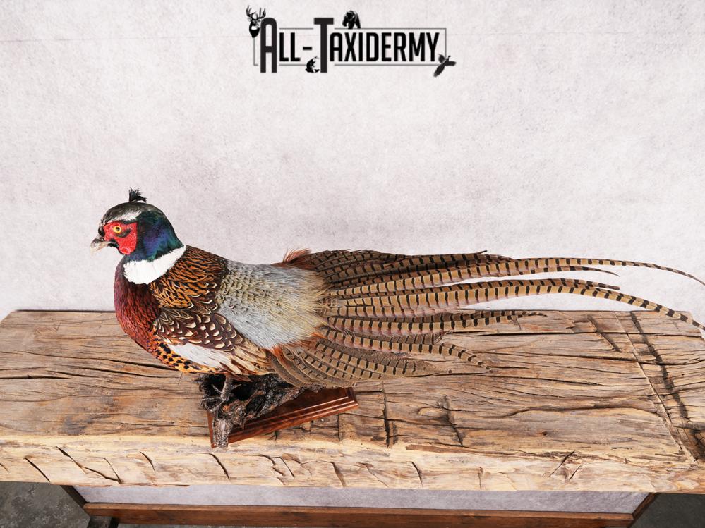 Ringneck Pheasant SKU 3432 - Image 2