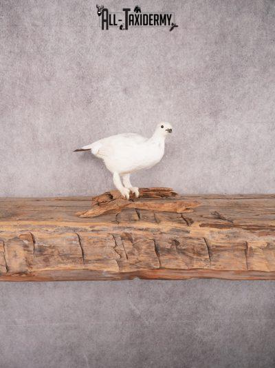 Rock Ptarmigan Bird Mount SKU 3431
