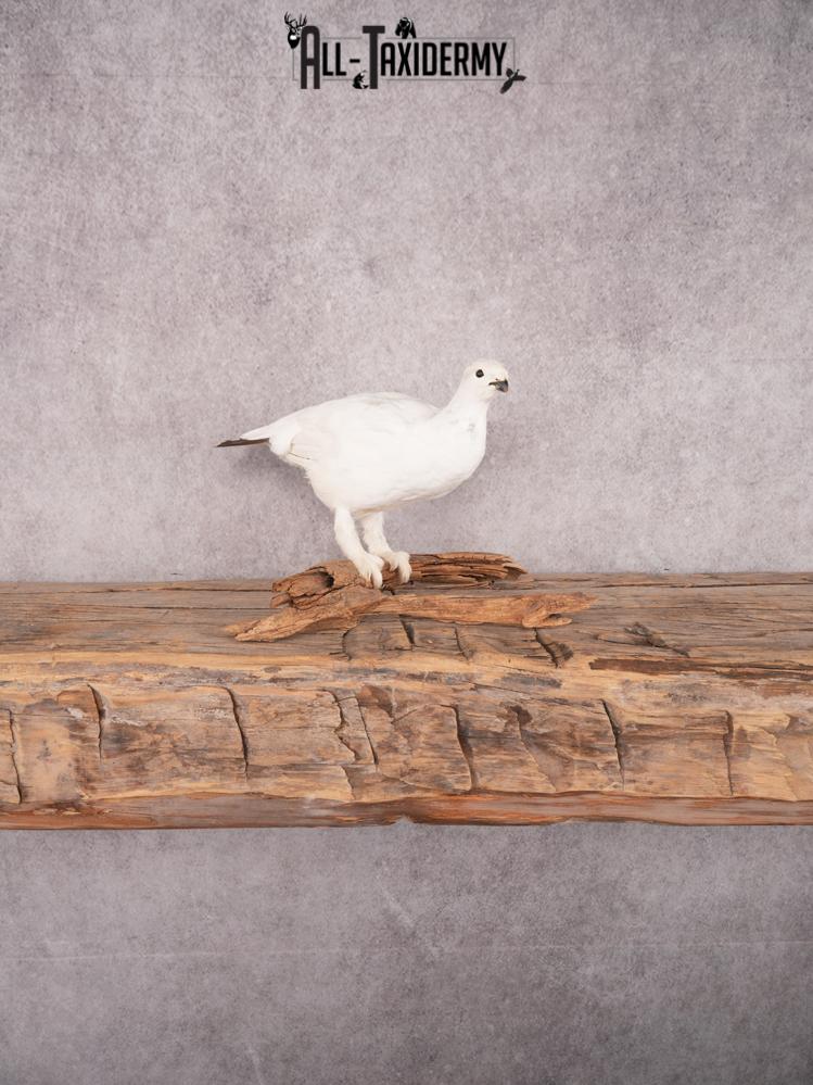 Rock Ptarmigan Bird Mount SKU 3431