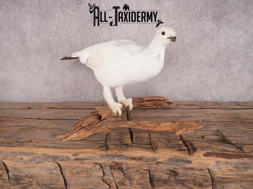 Rock Ptarmigan Bird Mount SKU 3431 - Image 10