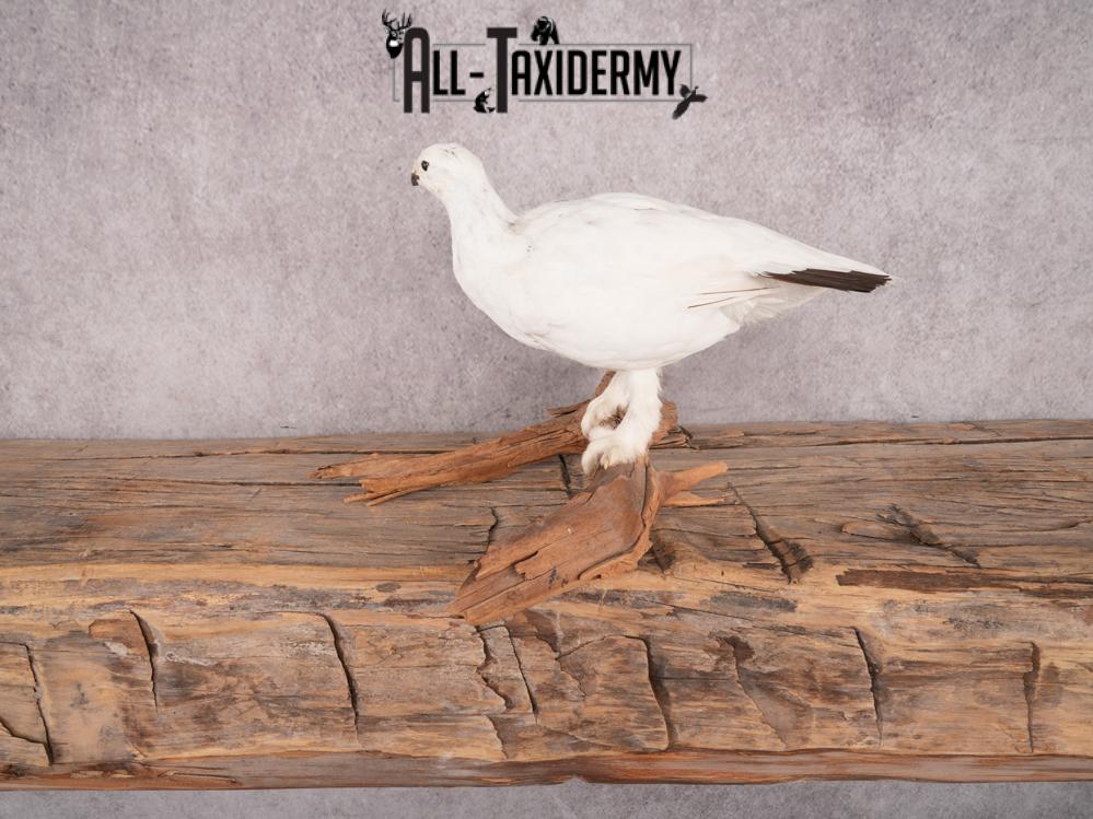Rock Ptarmigan Bird Mount SKU 3431 - Image 9