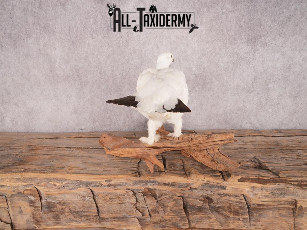 Rock Ptarmigan Bird Mount SKU 3431 - Image 8