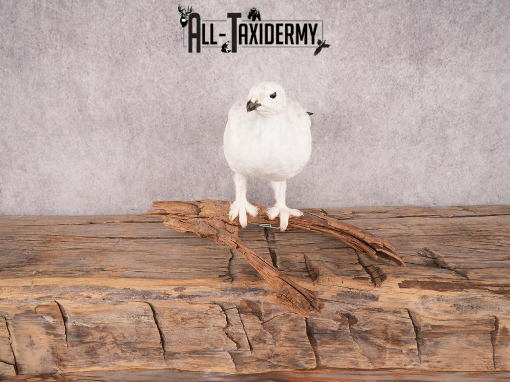 Rock Ptarmigan Bird Mount SKU 3431 - Image 7