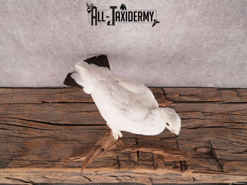 Rock Ptarmigan Bird Mount SKU 3431 - Image 5