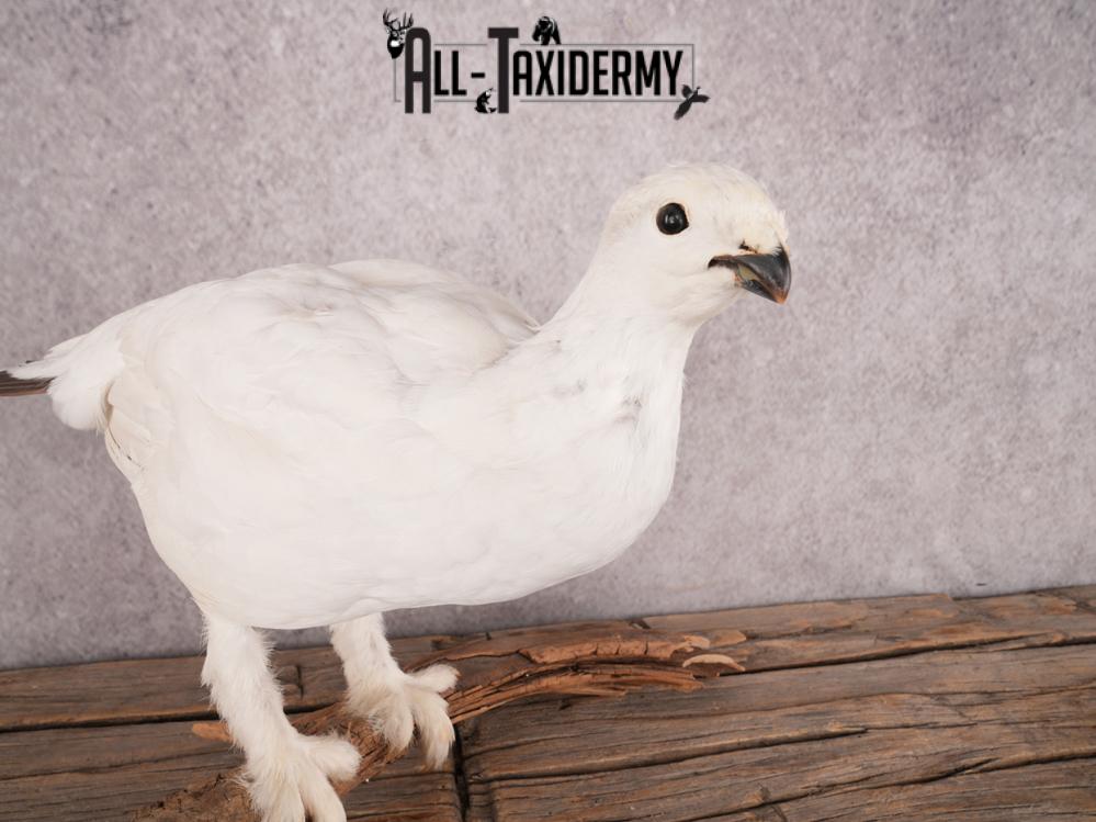 Rock Ptarmigan Bird Mount SKU 3431 - Image 4