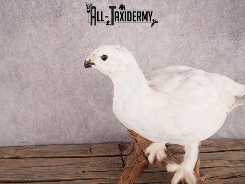 Rock Ptarmigan Bird Mount SKU 3431 - Image 3