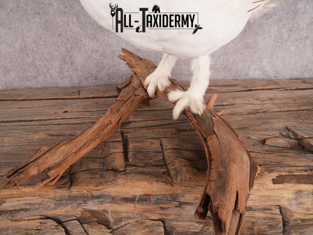 Rock Ptarmigan Bird Mount SKU 3431 - Image 2