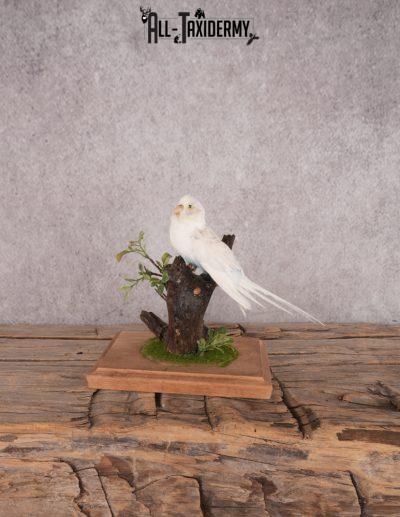 Parakeet Bird Mount SKU 3435