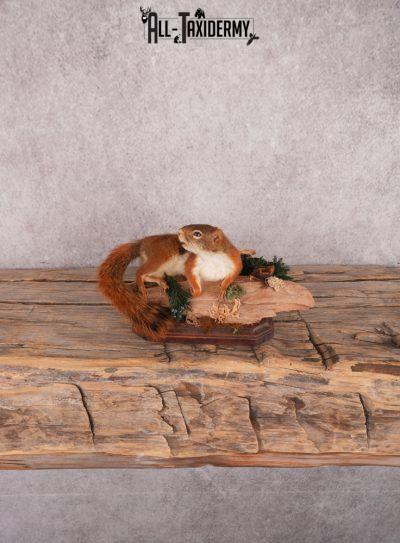 Red Pine Squirrel SKU 3434