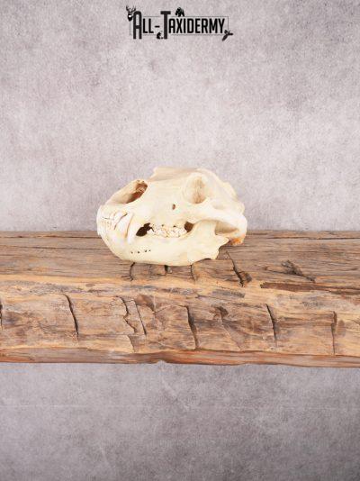 Brown Bear Skull SKU 3470