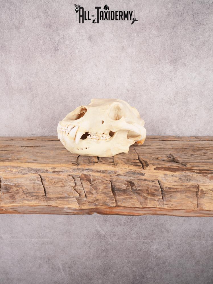 Brown Bear Skull SKU 3470