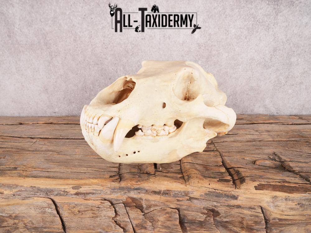 Brown Bear Skull SKU 3470 - Image 8