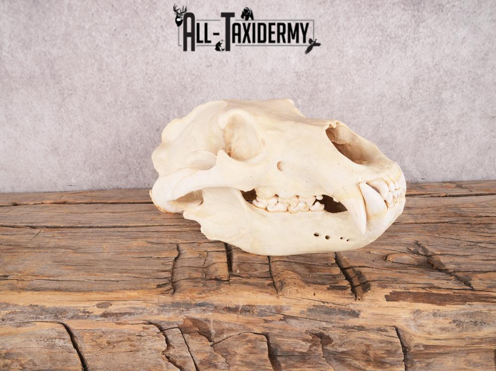 Brown Bear Skull SKU 3470 - Image 7