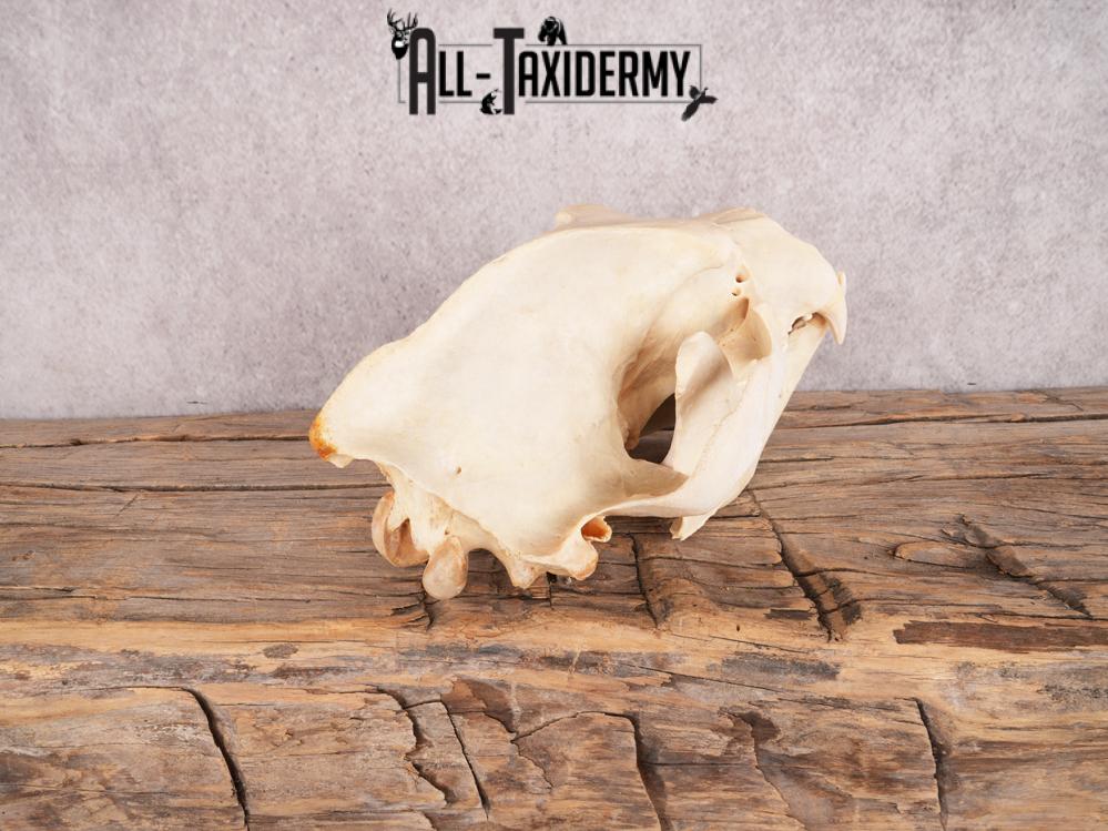 Brown Bear Skull SKU 3470 - Image 6