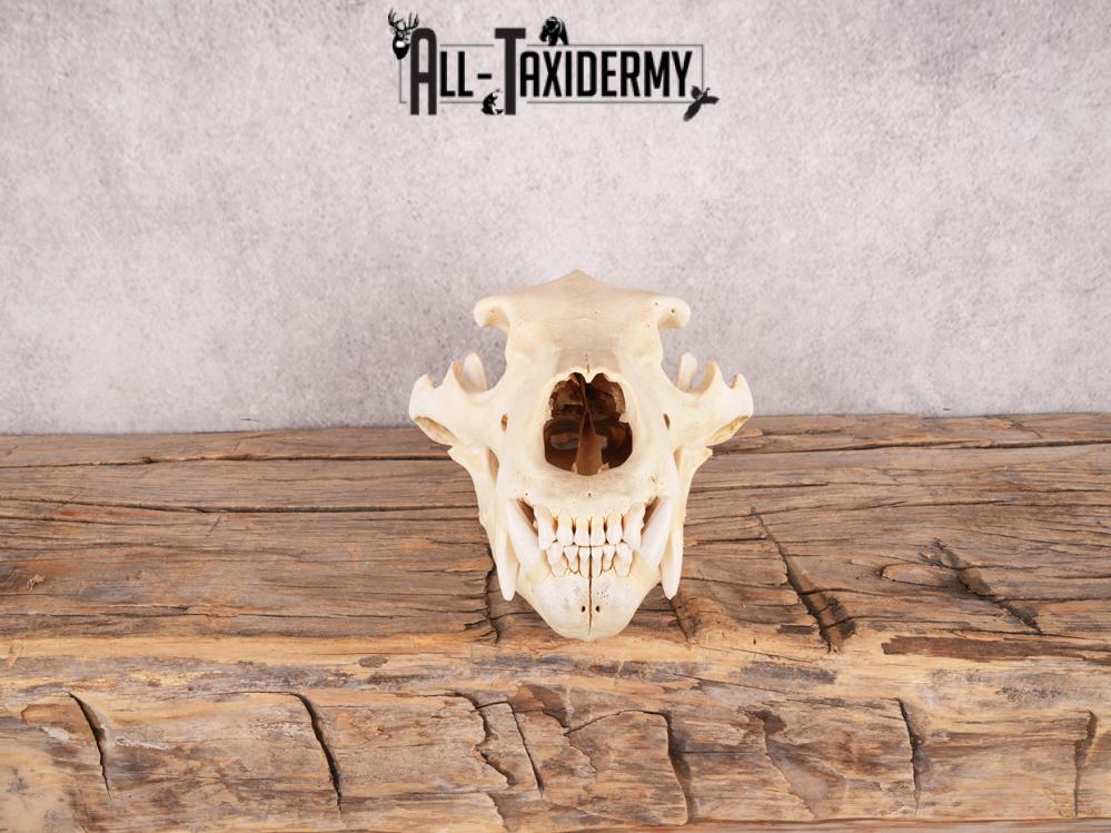 Brown Bear Skull SKU 3470 - Image 4