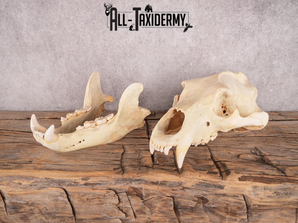 Brown Bear Skull SKU 3470 - Image 3