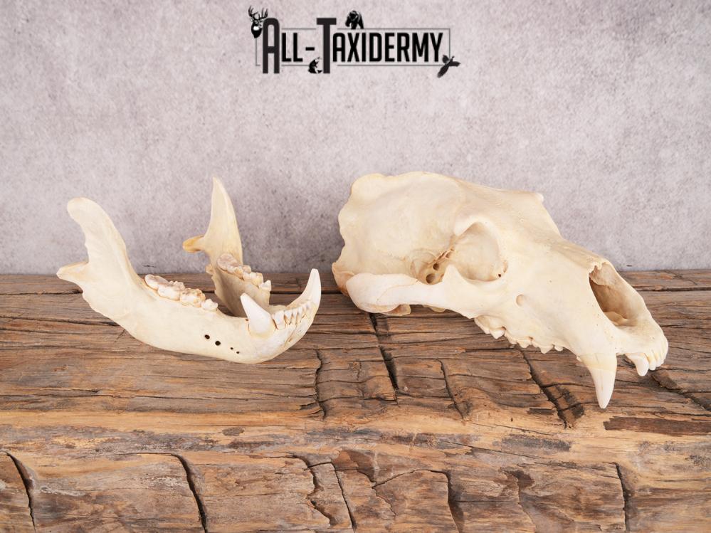 Brown Bear Skull SKU 3470 - Image 2