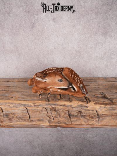 Whitetail Fawn SKU 3430