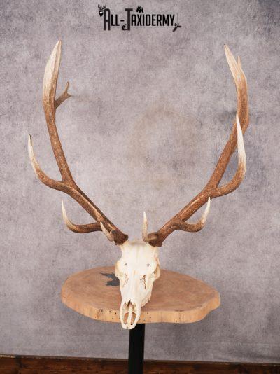 SKU 3400 Elk Skull
