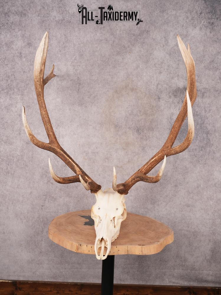 SKU 3400 Elk Skull