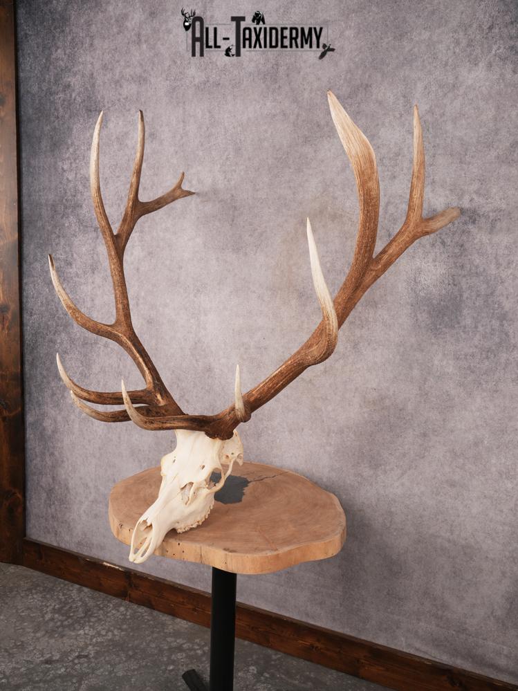 SKU 3400 Elk Skull - Image 12