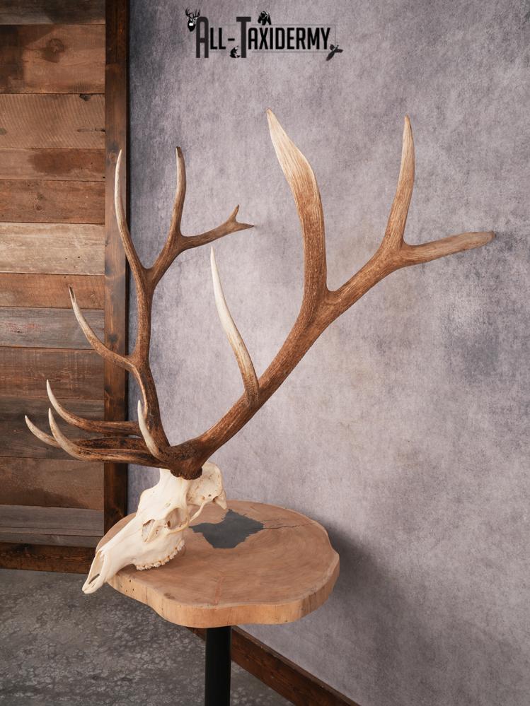 SKU 3400 Elk Skull - Image 11