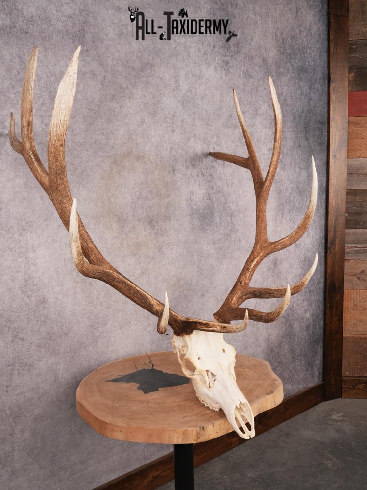 SKU 3400 Elk Skull - Image 10
