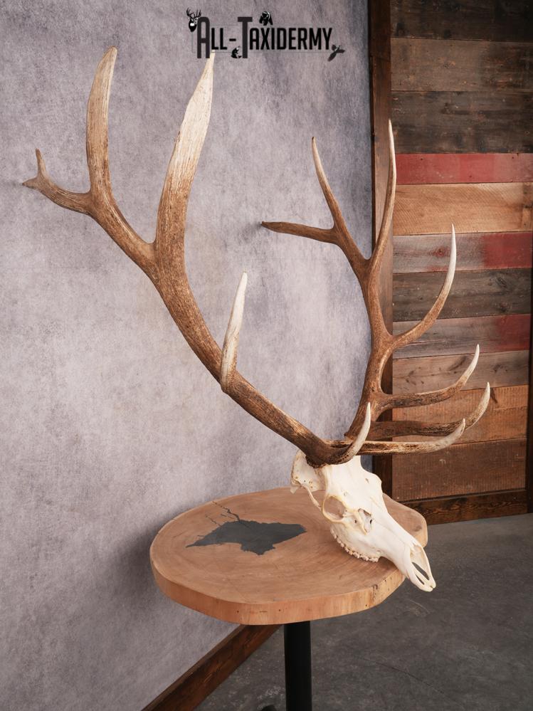 SKU 3400 Elk Skull - Image 9