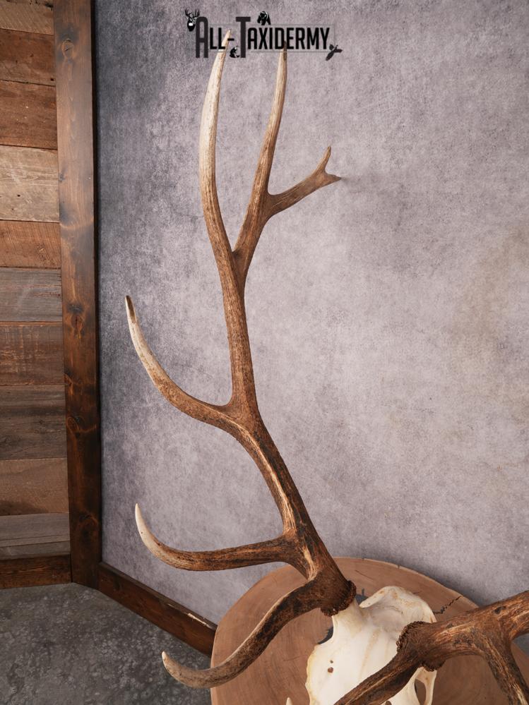 SKU 3400 Elk Skull - Image 7