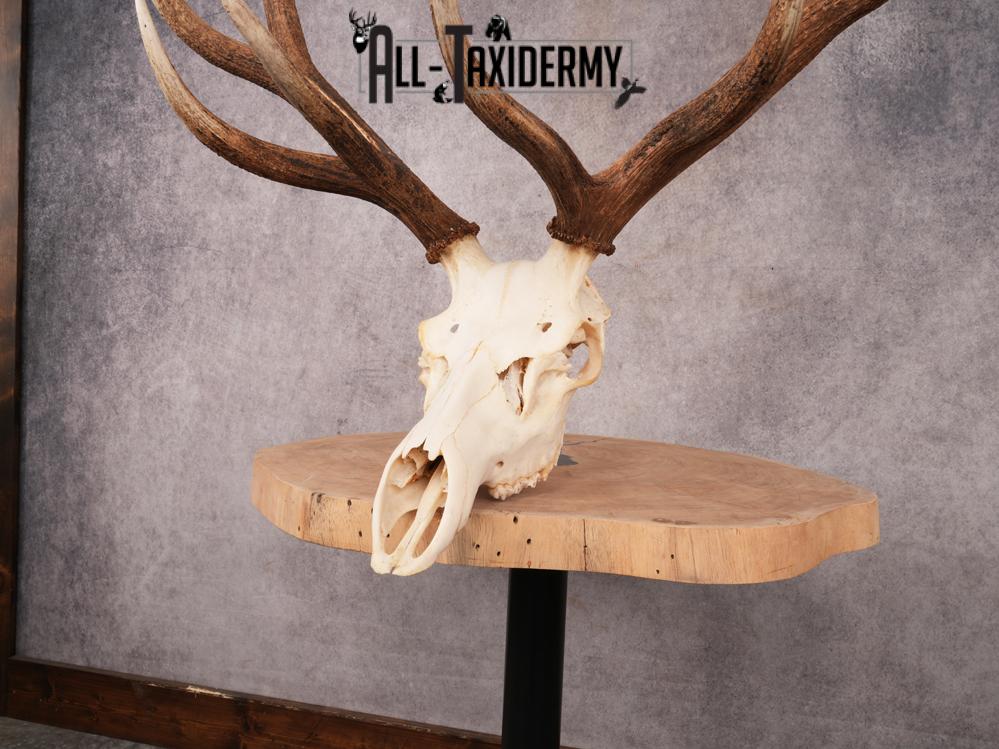 SKU 3400 Elk Skull - Image 6