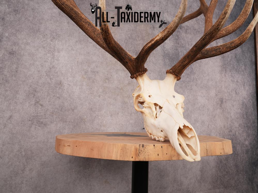 SKU 3400 Elk Skull - Image 5