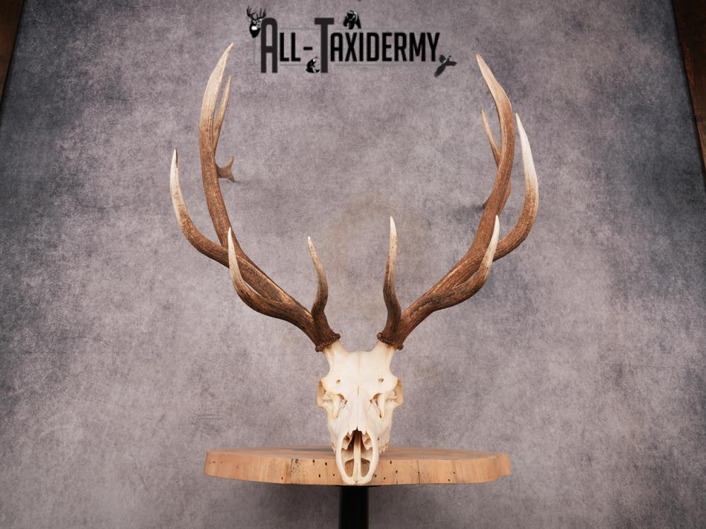 SKU 3400 Elk Skull - Image 4
