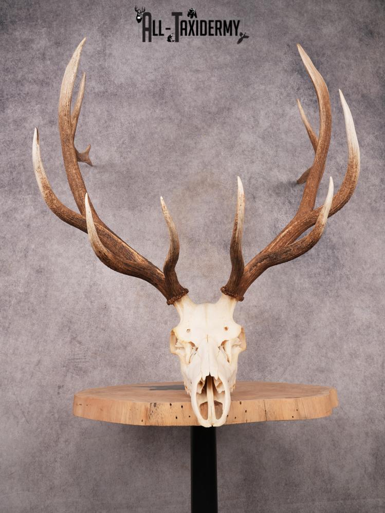 SKU 3400 Elk Skull - Image 3