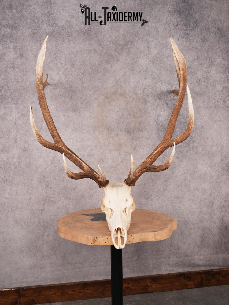 SKU 3400 Elk Skull - Image 2