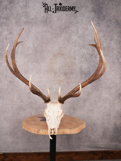 SKU 3402 Elk Skull