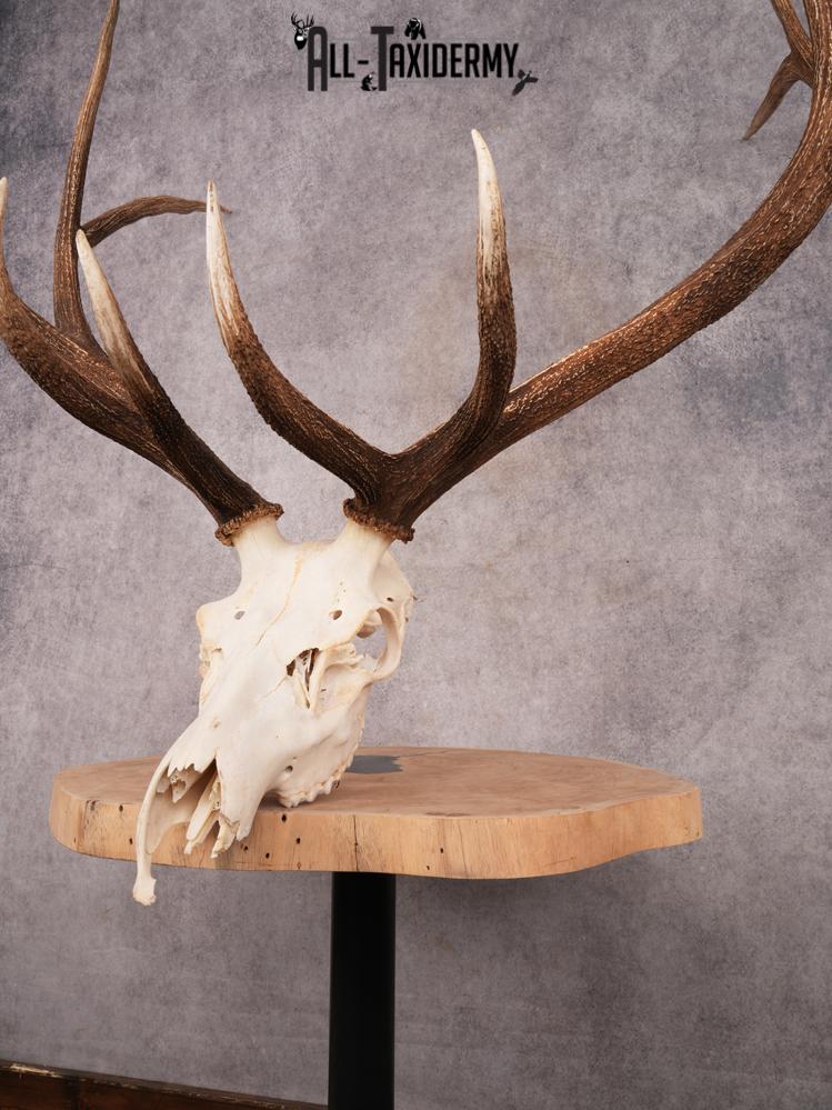 SKU 3402 Elk Skull - Image 5
