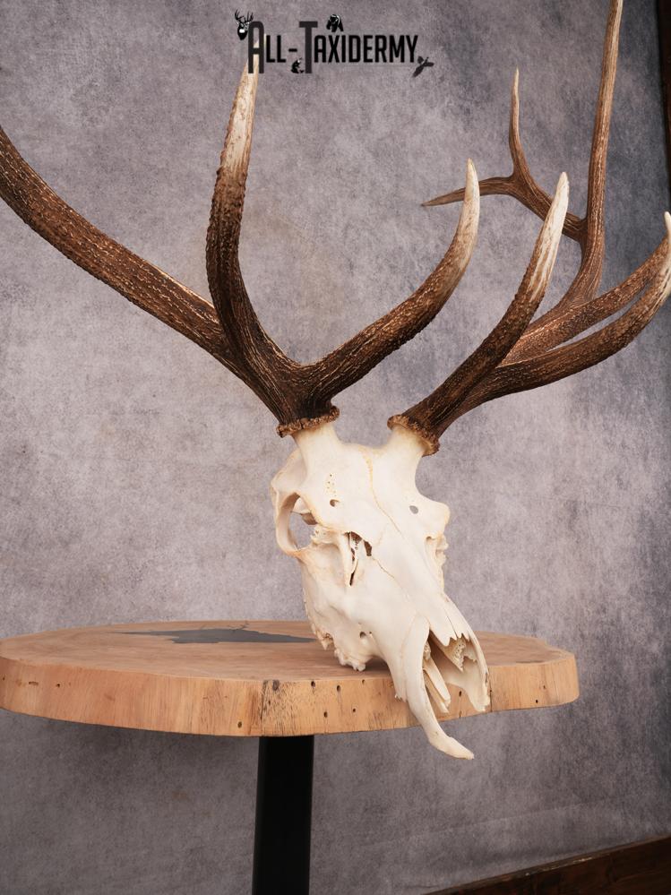 SKU 3402 Elk Skull - Image 4