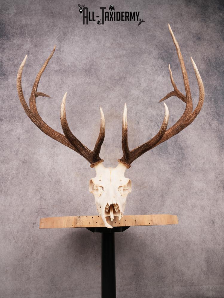 SKU 3402 Elk Skull - Image 3