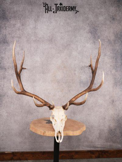 SKU 3398 Elk Skull
