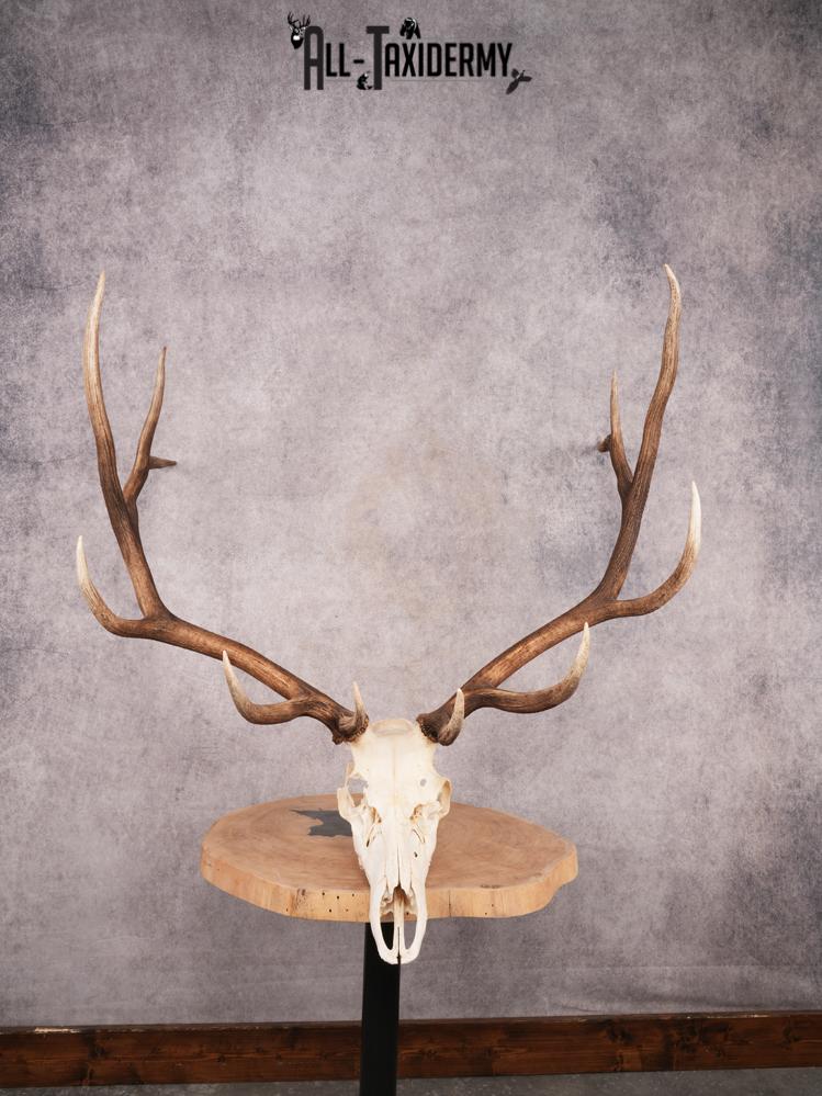 SKU 3398 Elk Skull