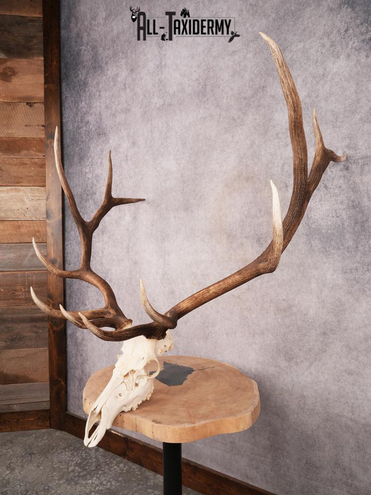 SKU 3398 Elk Skull - Image 12