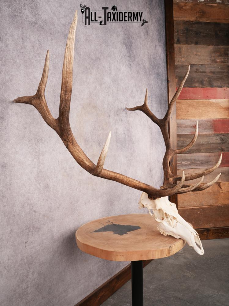 SKU 3398 Elk Skull - Image 9