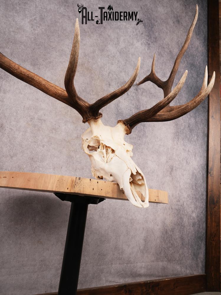 SKU 3398 Elk Skull - Image 8
