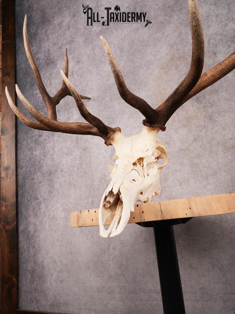 SKU 3398 Elk Skull - Image 7