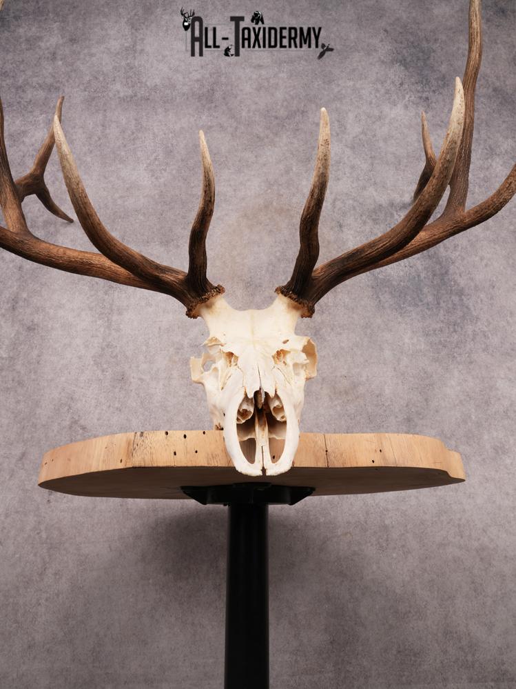 SKU 3398 Elk Skull - Image 6