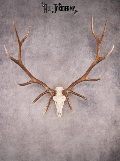 SKU 3401 Elk Skull