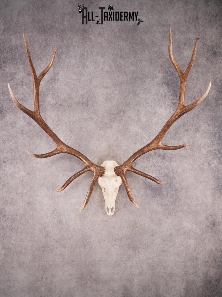 SKU 3401 Elk Skull