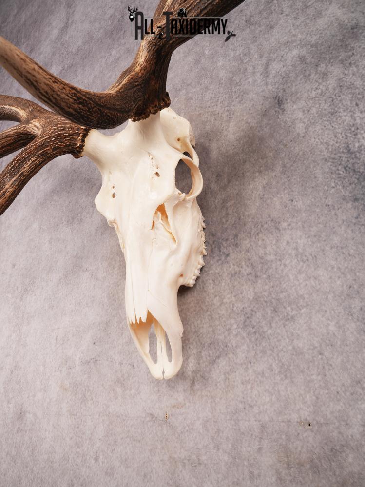 SKU 3401 Elk Skull - Image 5