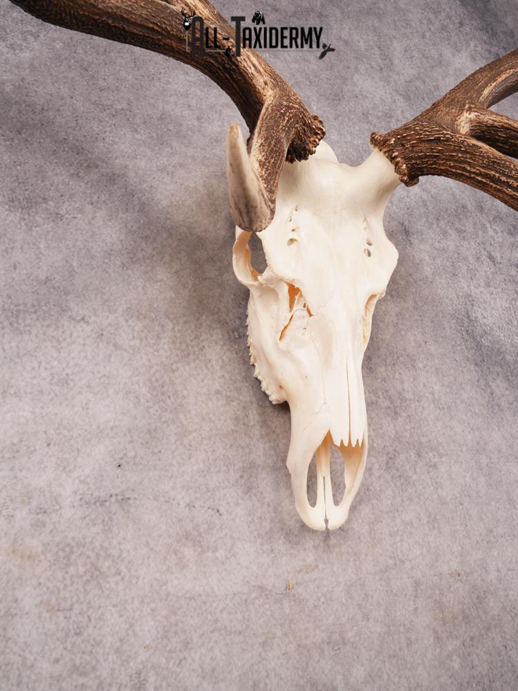SKU 3401 Elk Skull - Image 4