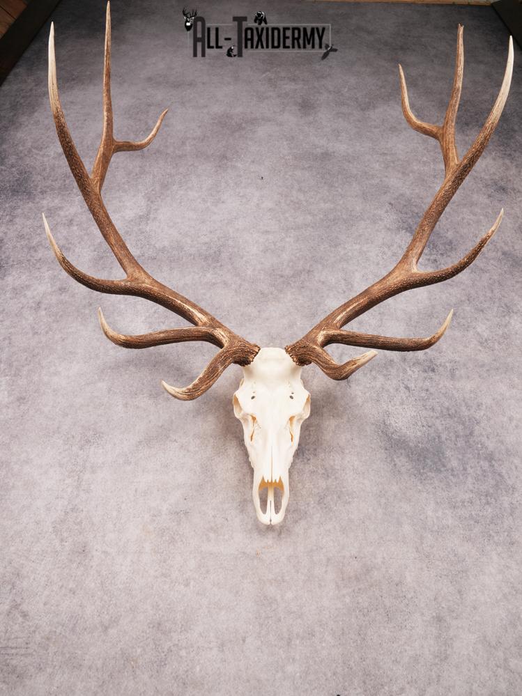 SKU 3401 Elk Skull - Image 2